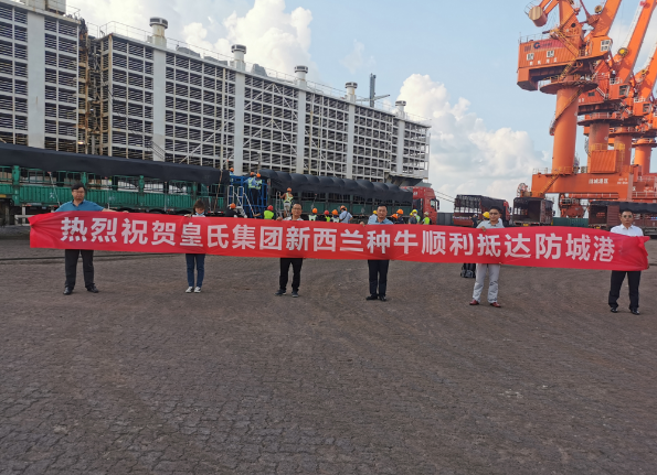 漂洋過(guò)海9000公里，優(yōu)質(zhì)新西蘭奶牛順利到港！